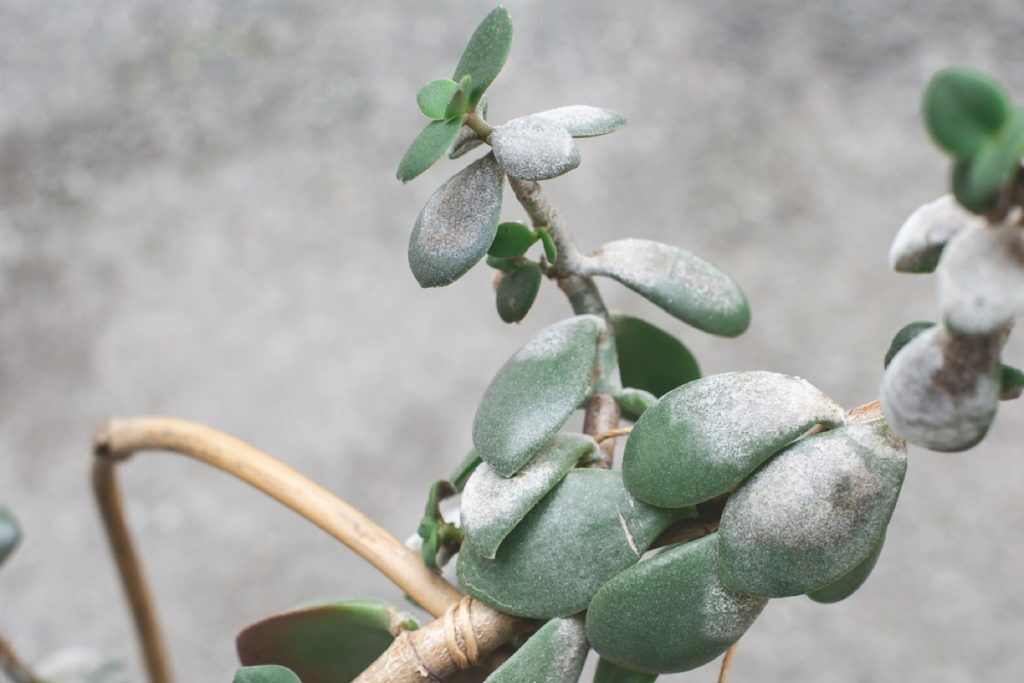 What Does Jade Plant Symbolize Unveiling Its Hidden Meanings Foliage