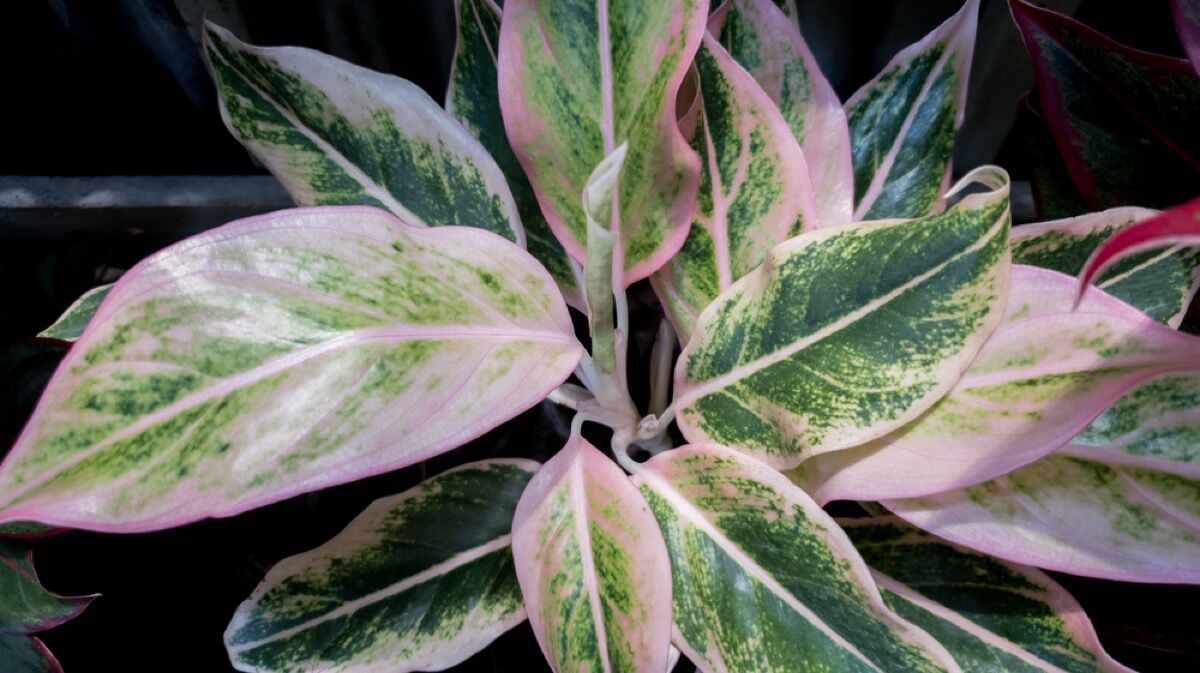 How To Repot Chinese Evergreen Expert Tips And Guide Foliage Friend