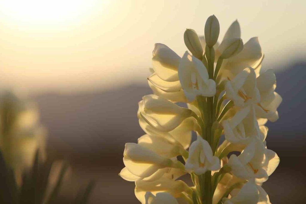Hyacinth Flower Meaning Symbolism Spiritual Significance Foliage hyacinth-flower-meaning-symbolism-spiritual-significance-foliage