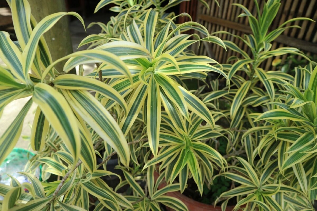 How To Care For Dracaena Janet Craig Expert Tips And Guidance Foliage Friend Learn About 9172